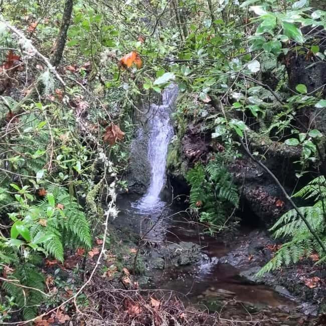 Madeira: Surreal East Experience - Madeira: Surreal East Experience — An In-Depth Tour Review