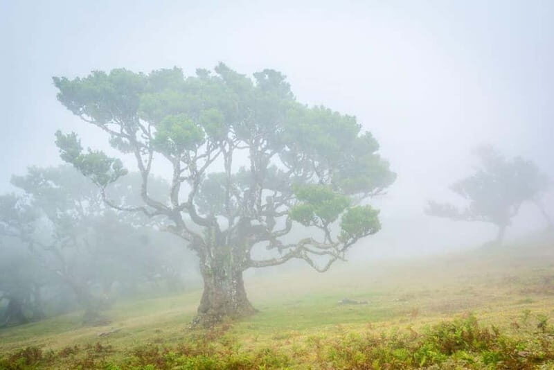 Madeira: West Island Day Trip - Madeira: West Island Day Trip — A Full-Day Adventure into the Best of Madeira’s Northwest