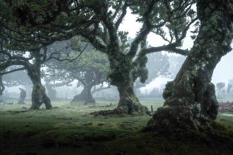 Madeira: West Tour With Guide Fanal Forest SykWalkExperience - Authentic Experiences and Traveler Feedback