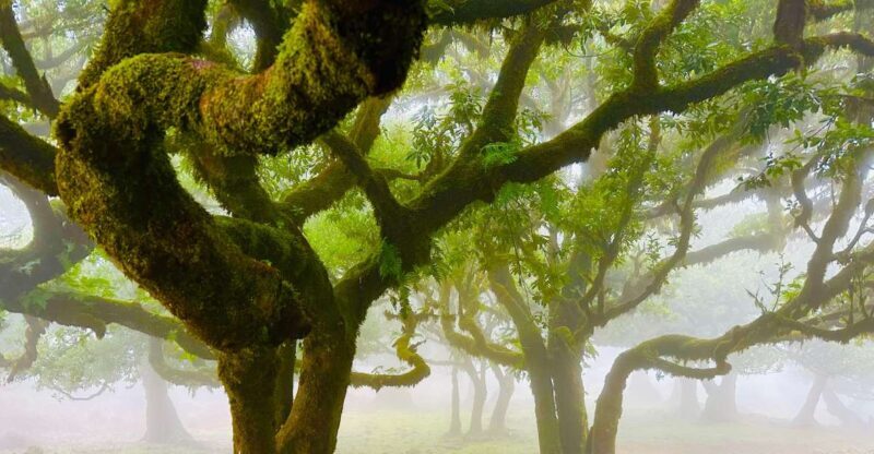 Madeira: Western Madeira Guided Trip & Fanal Mystic Forest - A Closer Look at the Tour