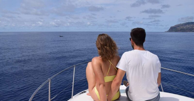 Madeira: Whale and Dolphin Watching Private Cruise - In-Depth Look at the Experience