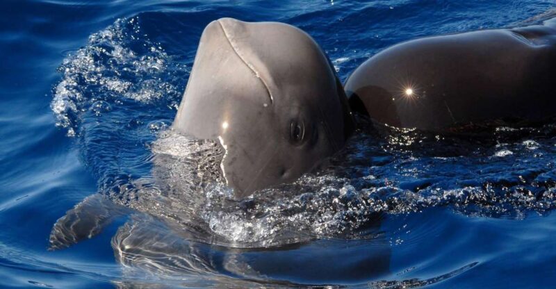 Madeira: Whale and Dolphin Watching Tour - The Experience in Detail