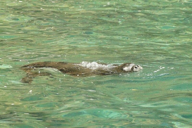 Madeira: Whale and Dolphin Watching Tour - FAQ