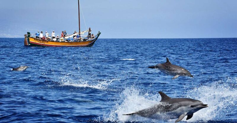 Madeira: Whale Watching Excursion in a Traditional Vessel - Who Will Love This Tour?