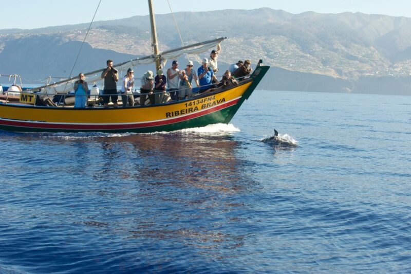 Madeira: Whale Watching Excursion in a Traditional Vessel - Summary of the Experience