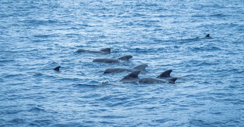 Madeira : Whales and Dolphins wooden boat excursion - An In-Depth Look at the Whale and Dolphin Excursion