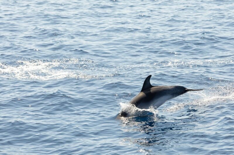 Madeira : Whales and Dolphins wooden boat excursion - Final Thoughts: Is This Tour Worth It?
