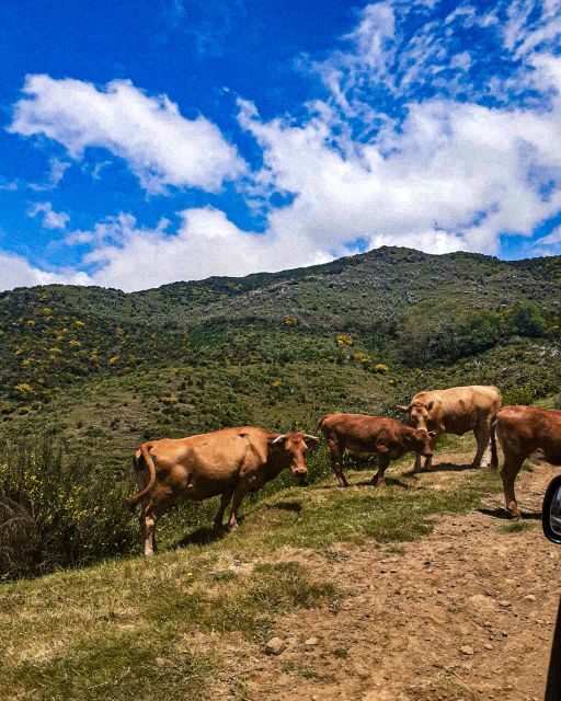 Madeira Wild West 4X4 Private Tour - FAQ