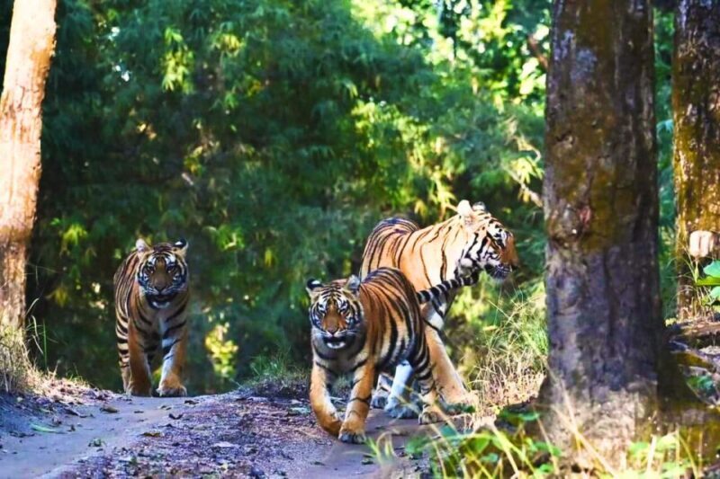 Madhya Pradesh: Kanha National Park Guided Safari Tour - Exploring Kanha: An In-Depth Review