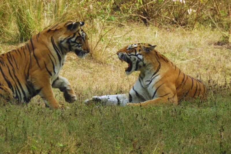 Madhya Pradesh: Kanha National Park Guided Safari Tour - FAQ