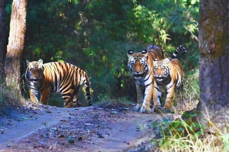Madhya Pradesh: Satpura National Park Guided Jeep Safari - The Itinerary and What You’ll See