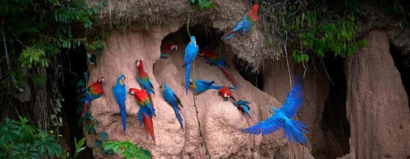 Madre de Dios: 4D Tour to Tambopata with Ayahuasca Ceremony - Final Thoughts