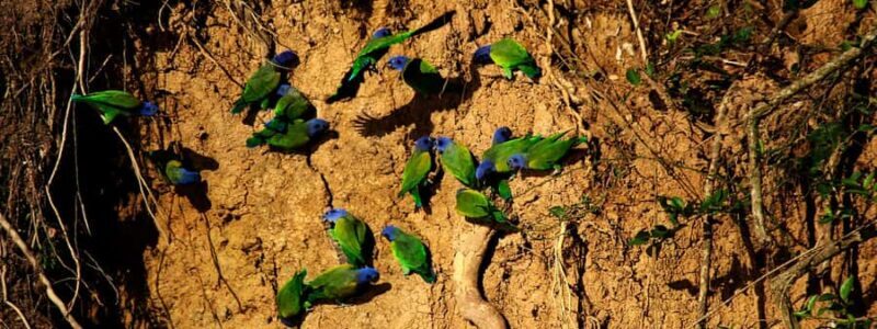 Madre de Dios: Adventure in Tambopata Jungle 3Days/2Nights - An In-Depth Look at the Tambopata Jungle Tour