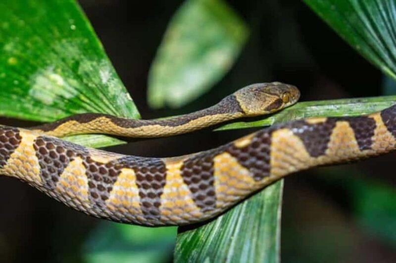 Madre de Dios: Amazon Rainforest Nocturnal Tour - Madre de Dios: Amazon Rainforest Nocturnal Tour — An Evening with Nature’s Nightlife