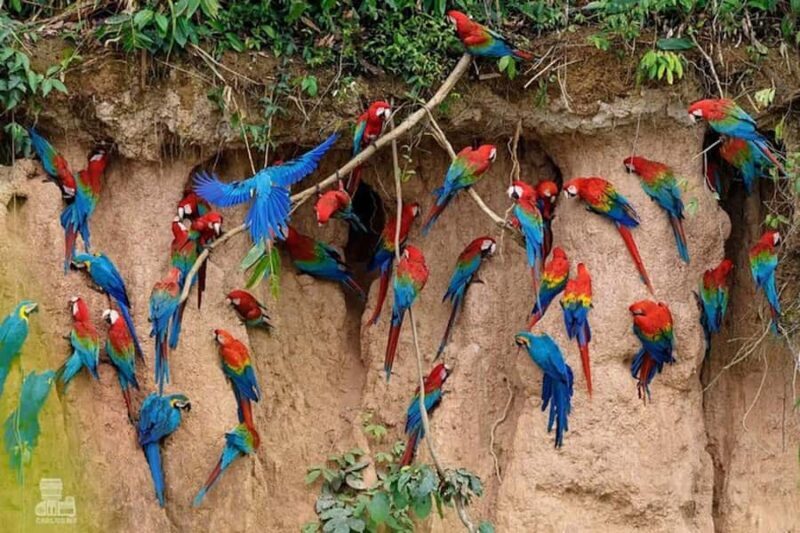 Madre de Dios: Lake Saldoval + Visit to the Macaws - An In-Depth Look at the Madre de Dios: Lake Saldoval + Macaw Tour