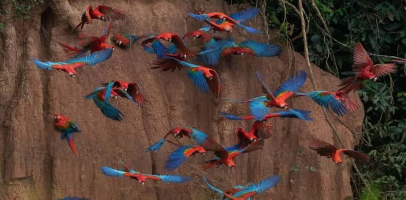 Madre de Dios: Lake Saldoval + Visit to the Macaws - Exploring Mother de Dios: Lake Saldoval + Macaws in Detail