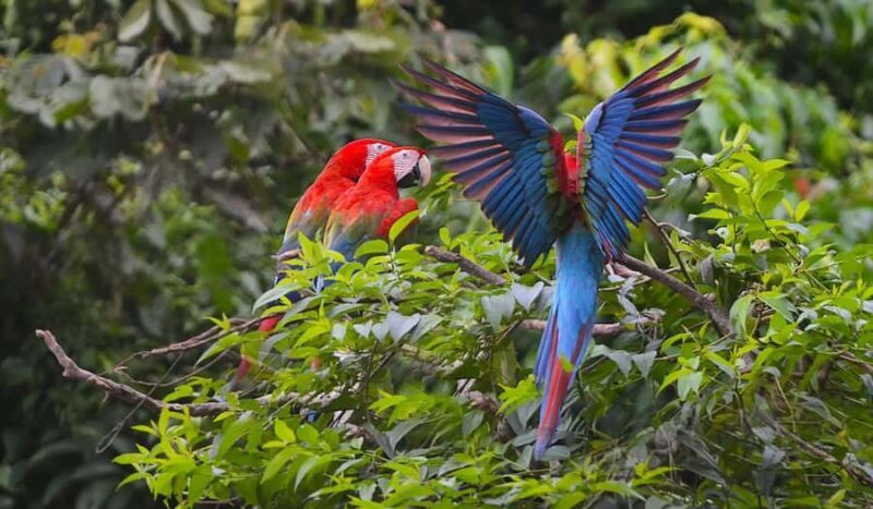 Madre de Dios: Lake Saldoval + Visit to the Macaws - Final Thoughts
