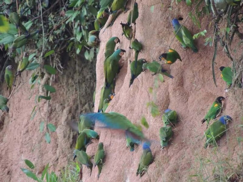 Madre de Dios: Lake Saldoval + Visit to the Macaws - FAQ