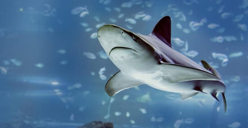 Madrid: Atlantis Aquarium Entry Ticket - The Sum Up