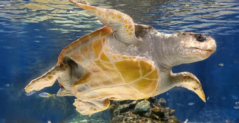 Madrid: Atlantis Aquarium Entry Ticket - Frequently Asked Questions (FAQs)