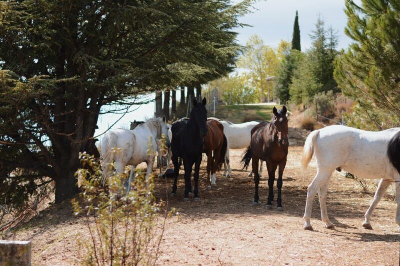 Madrid: Horse Riding in Sierra del Guadarrama National Park - Who Is This Tour Best For?