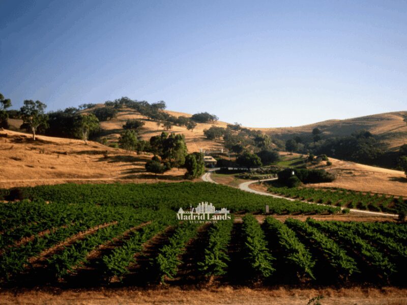 Madrid: Luxury Winery Emilio Moro Tour - FAQ