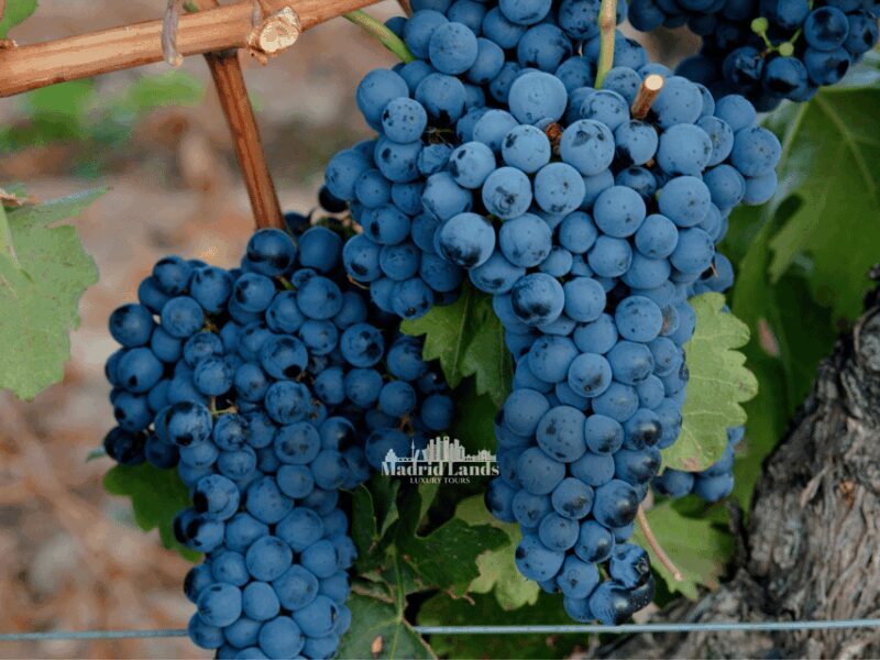 Madrid: Luxury Winner and Ribera del Duero Tour - Price and Value Analysis