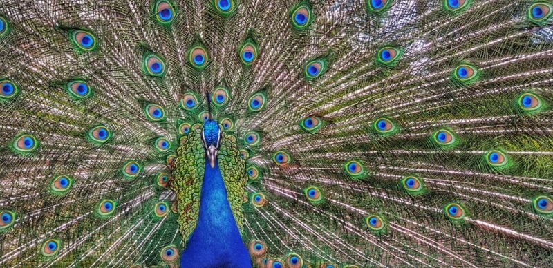 Madrid: Retiro Park Guided Tour with a Photographer - What Travelers Are Saying: Authentic Perspectives