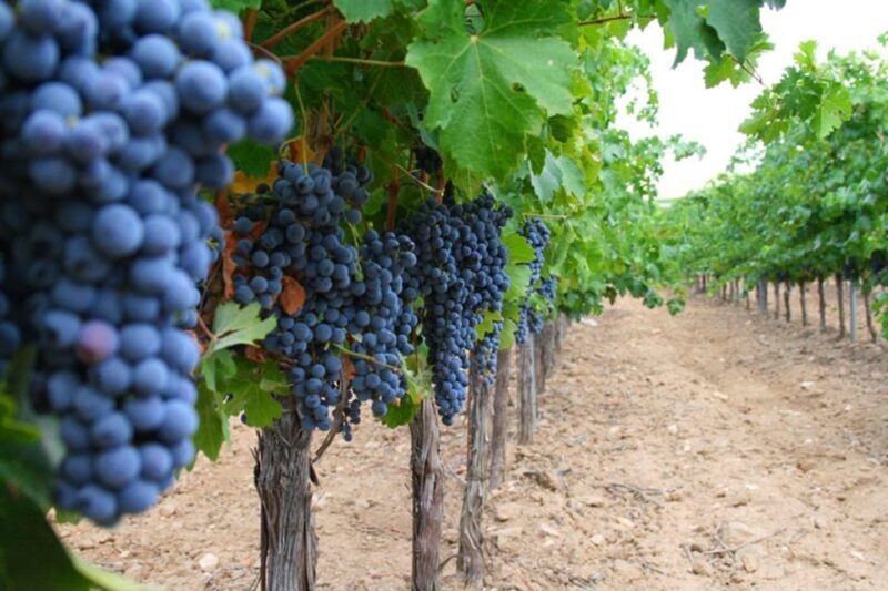 Madrid: Toledo Day Trip with Winery Visit and Wine Tasting - The Sum Up
