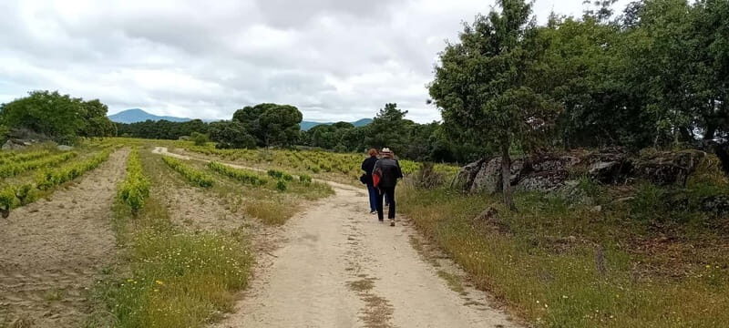 Madrid Wine Tour: Discover Unique Local Wineries & Tastings - Final Thoughts