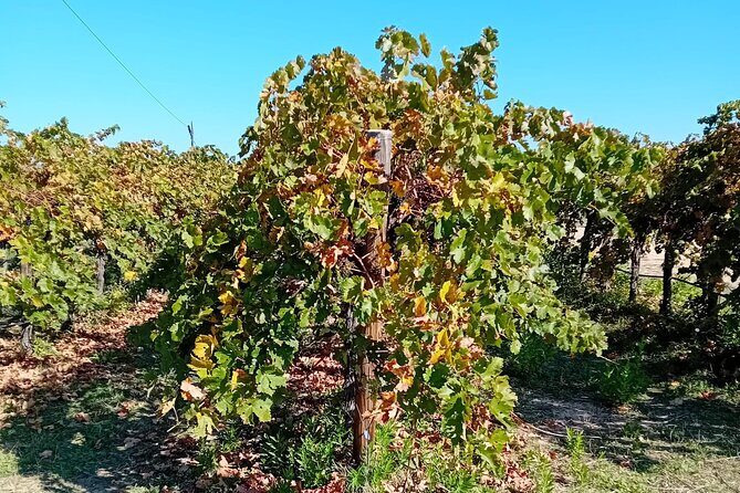 Madrid Wine Tour: Visit Two Wineries with Tastings - Exploring Madrid’s Hidden Wine Scene