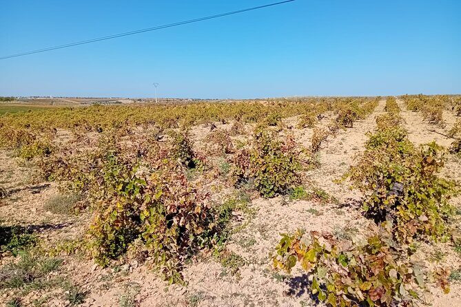 Madrid Wine Tour: Visit Two Wineries with Tastings - The Charm of Chinchon and the Second Winery