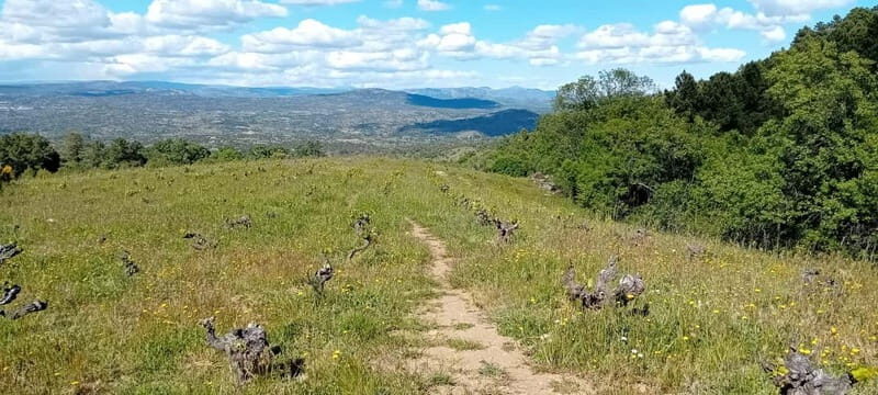 Madrid Winery Tour: Visit & Tasting With Sommelier Guide - Madrid Winery Tour: Visit & Tasting With Sommelier Guide