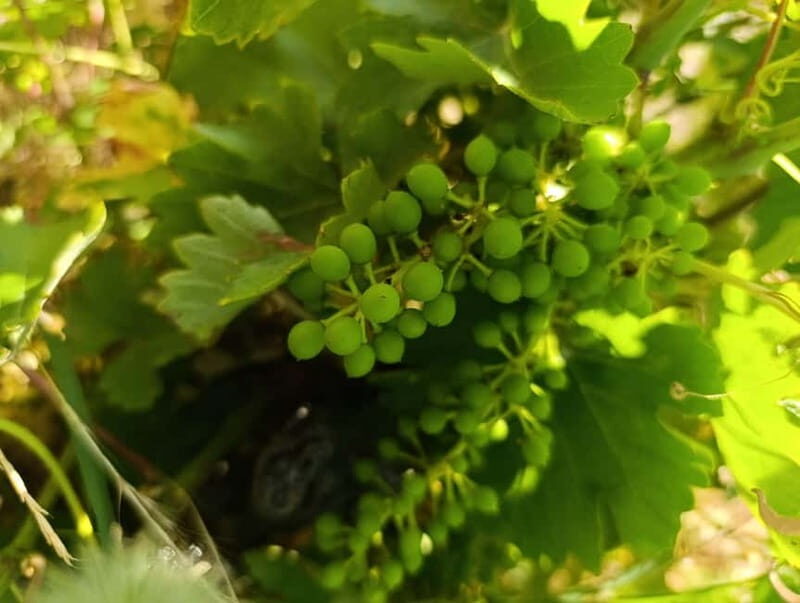 Madrid Winery Tour: Visit & Tasting With Sommelier Guide - Who Should Book This Tour?