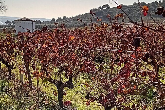 Madrid Winery Tour with Tasting & Sommelier Guide - Who Will Love This Tour?