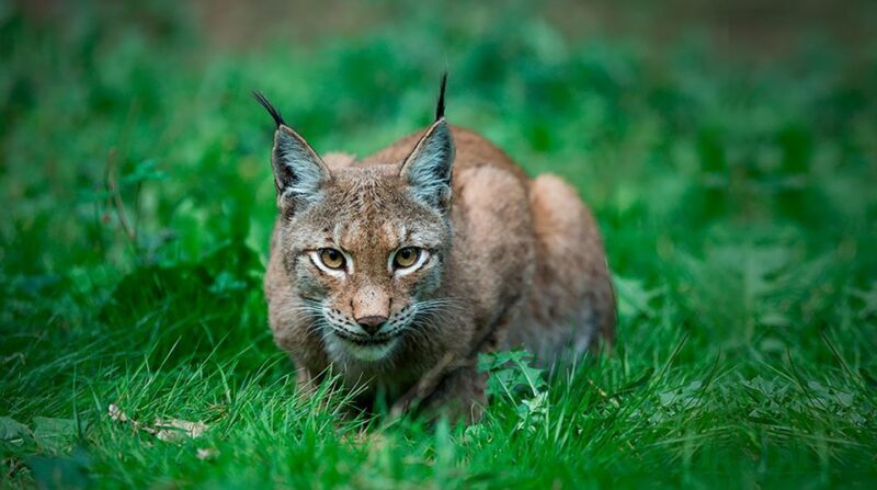 Madrid: Zoo Aquarium Madrid Ticket - FAQs