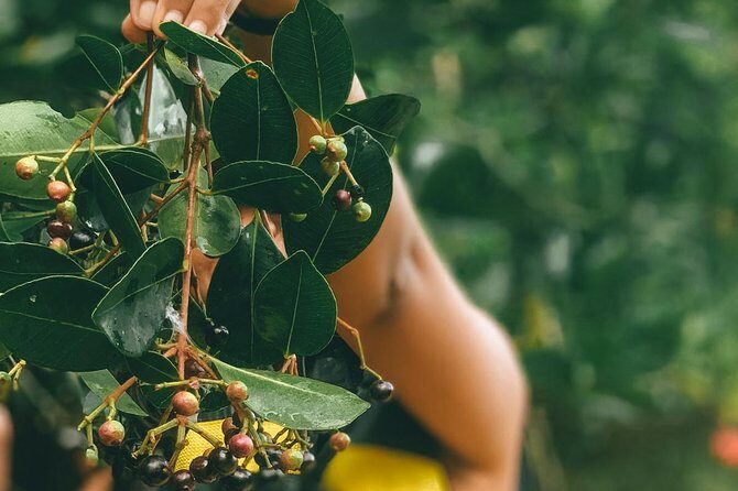Madu River Sunrise Mangrove Kayaking from Bentota - An In-Depth Look at the Madu River Sunrise Kayaking Tour