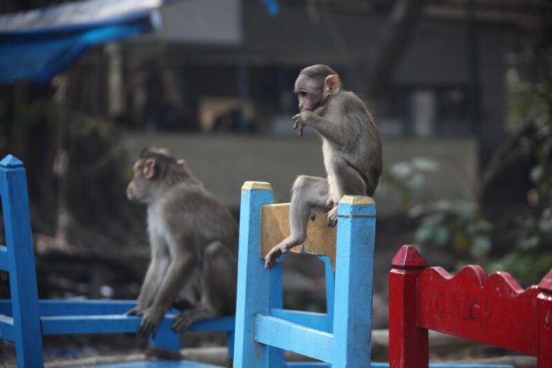 Madurai Rickshaw Ride Tour: Unveil the Hidden Gems - Exploring the Details of the Madurai Rickshaw Ride Tour