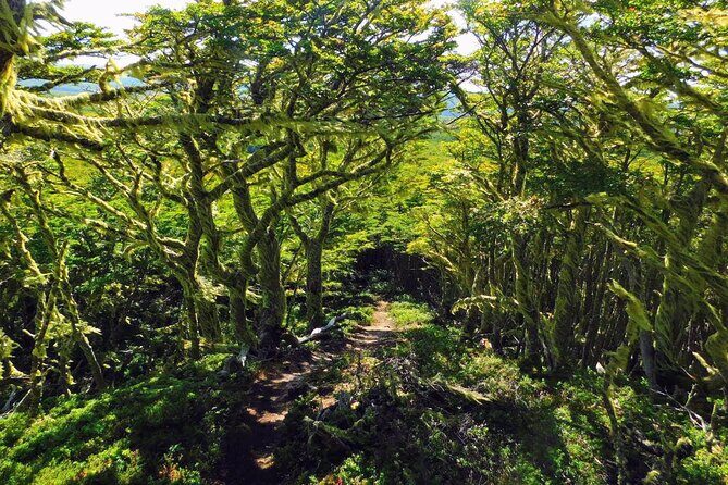 Magallanes National Reserve Hiking from Punta Arenas - Key Points