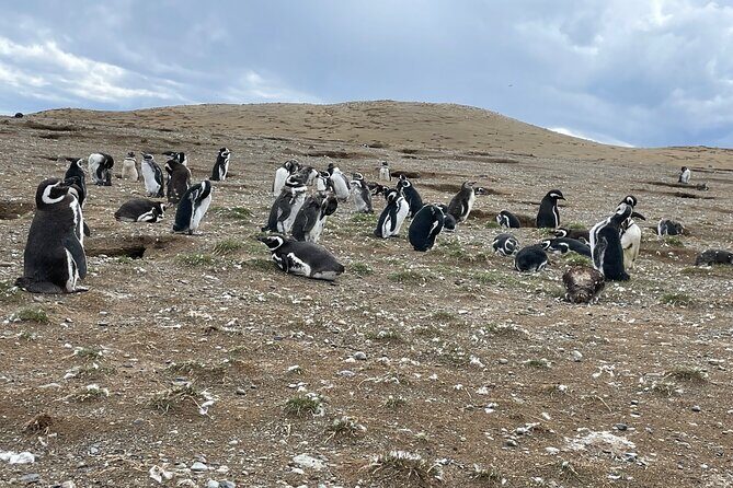 Magdalena Island Navigation - Magdalena Island Navigation: An Up-Close Encounter with Penguins