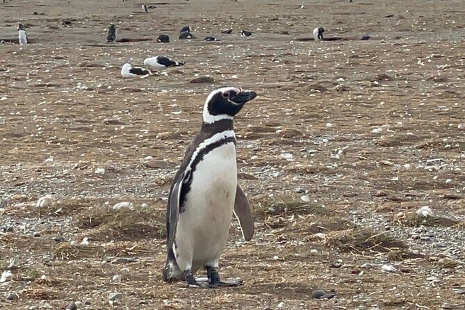 Magdalena Island Navigation - Who Should Consider This Tour?