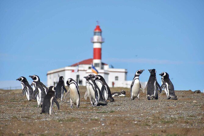 Magdalena Island Penguin Boat Tour and Marta Island - Key Points