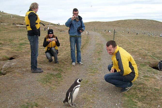 Magdalena Island Penguin Boat Tour and Marta Island - Who Should Consider This Tour?