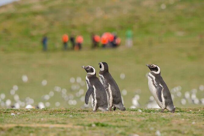 Magdalena Island Penguin Boat Tour and Marta Island - The Sum Up