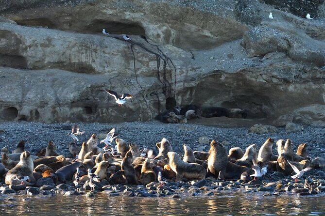 Magdalena Island Penguin Boat Tour and Marta Island - FAQ