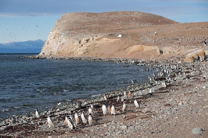 Magdalena Island Penguin Tour by Boat from Punta Arenas - Who Is This Tour Best For?