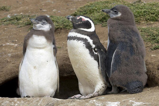 Magdalena Island Penguin Tour by Boat from Punta Arenas - Key Points