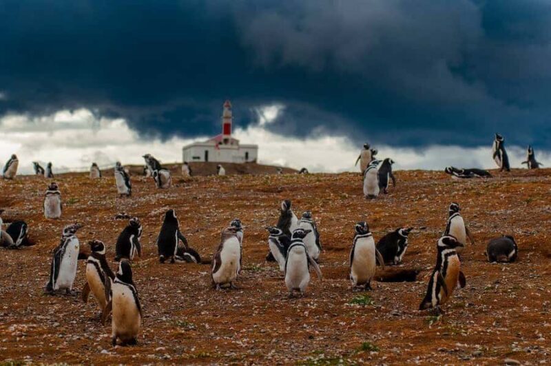 Magdalena Island Penguin Tour by Boat from Punta Arenas - Magdalena Island Penguin Tour by Boat from Punta Arenas