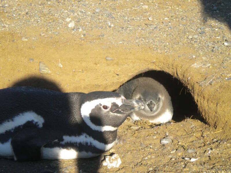 Magdalena Island Penguin Tour by Boat from Punta Arenas - What to Expect from the Magdalena Island Penguin Tour