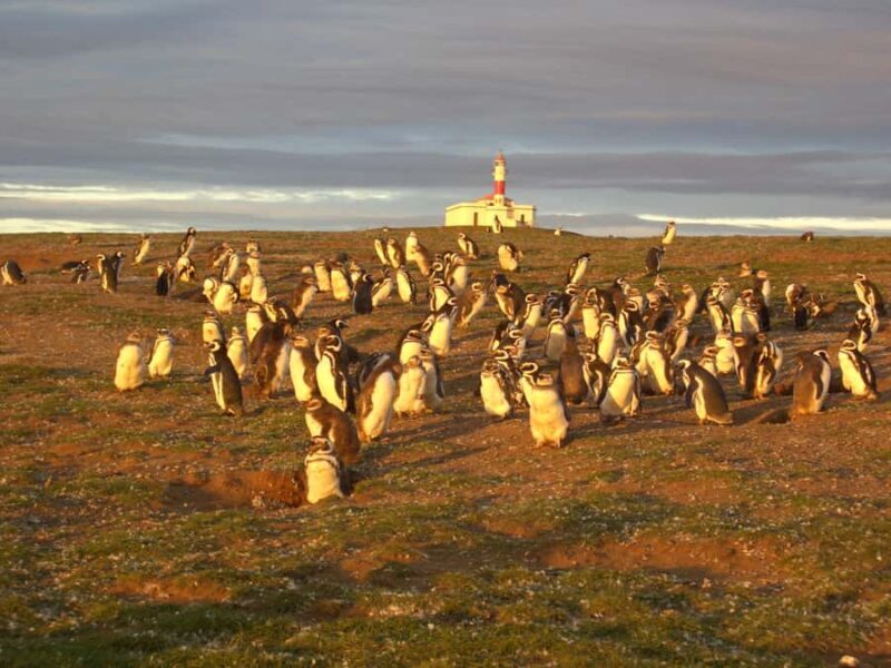 Magdalena Island Penguin Tour by Boat from Punta Arenas - The Sum Up